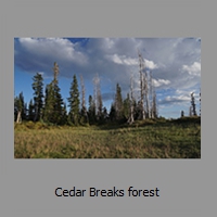 Cedar Breaks forest